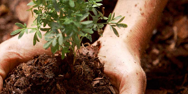 Con la ‘Siembratón’ en San Rafael de Chucurí se superará meta de plantar mil árboles