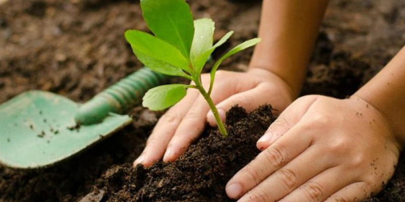 Plantar un árbol: nuevo reto en internet para ayudar al planeta