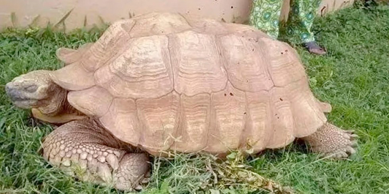 Muere a los 344 años la tortuga más vieja de África 