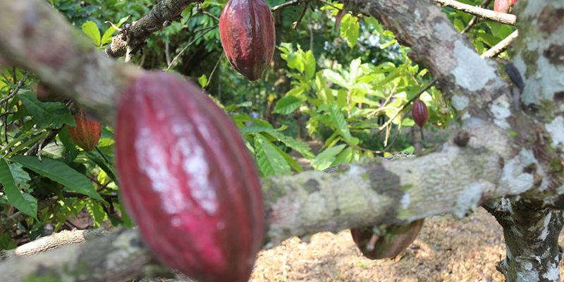 En Barrancabermeja producimos cacao 100% clase mundial