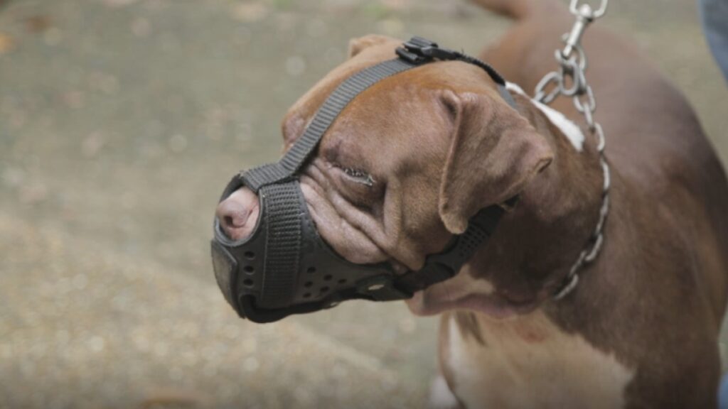 Conozca las normas para la tenencia de perros de razas de manejo especial