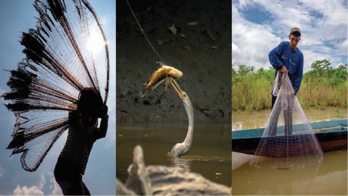 Investigación de Instituto Humboldt y Ecopetrol identificó 91 especies de peces en el río Sogamoso